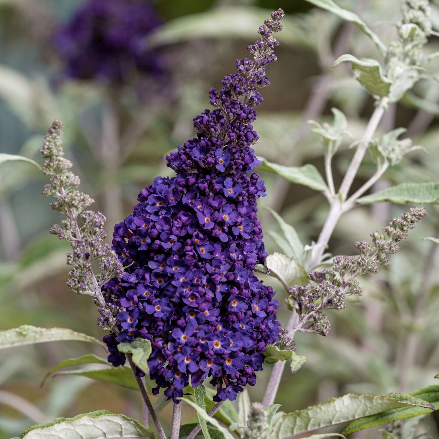 Buddleja davidii Buzz Midnight (8008372846847)