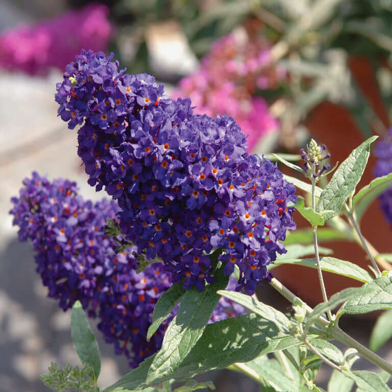 Buddleja davidii Buzz Midnight (8008372846847)