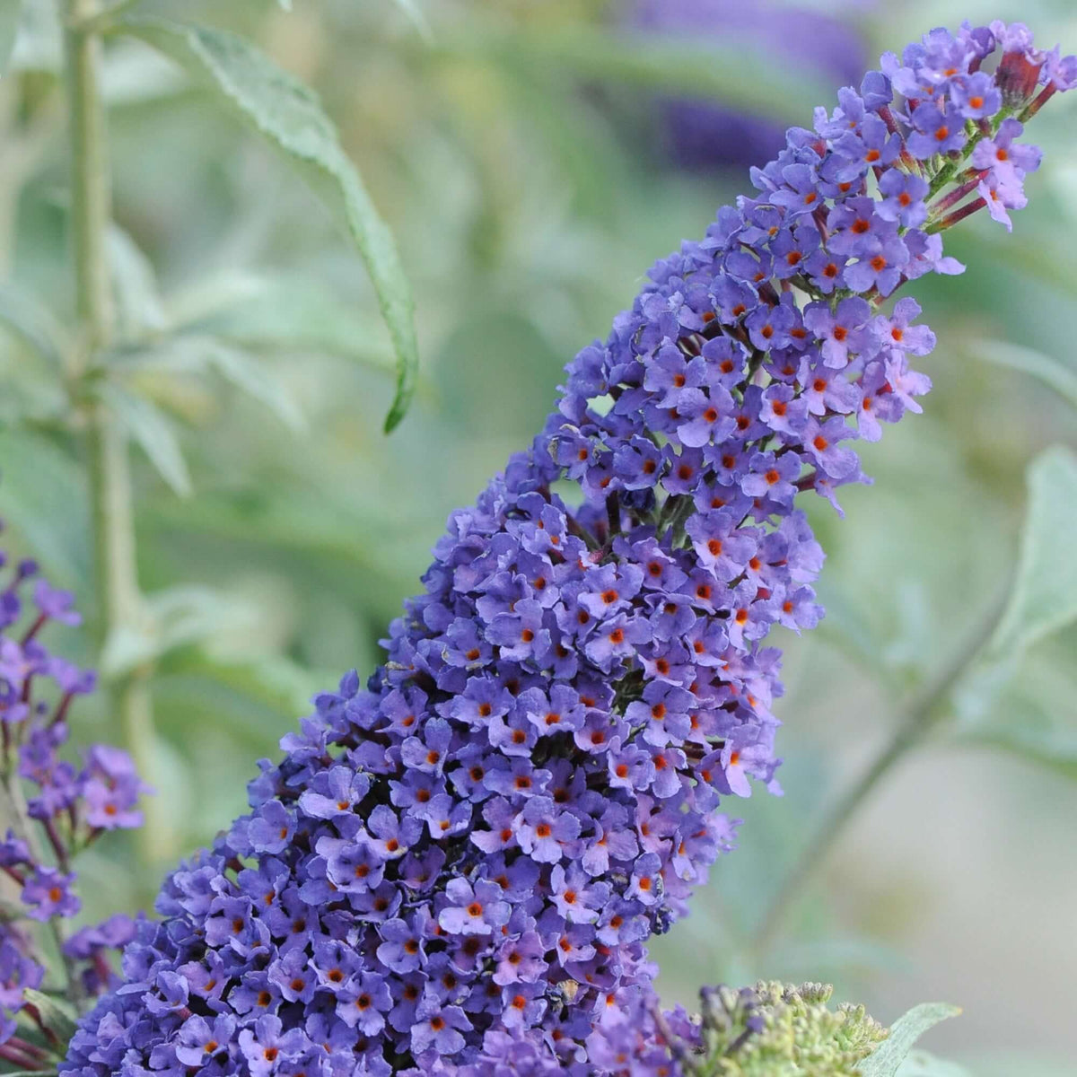 13+ Picture Of Butterfly Bush Plant Tropical Butterfly Bush