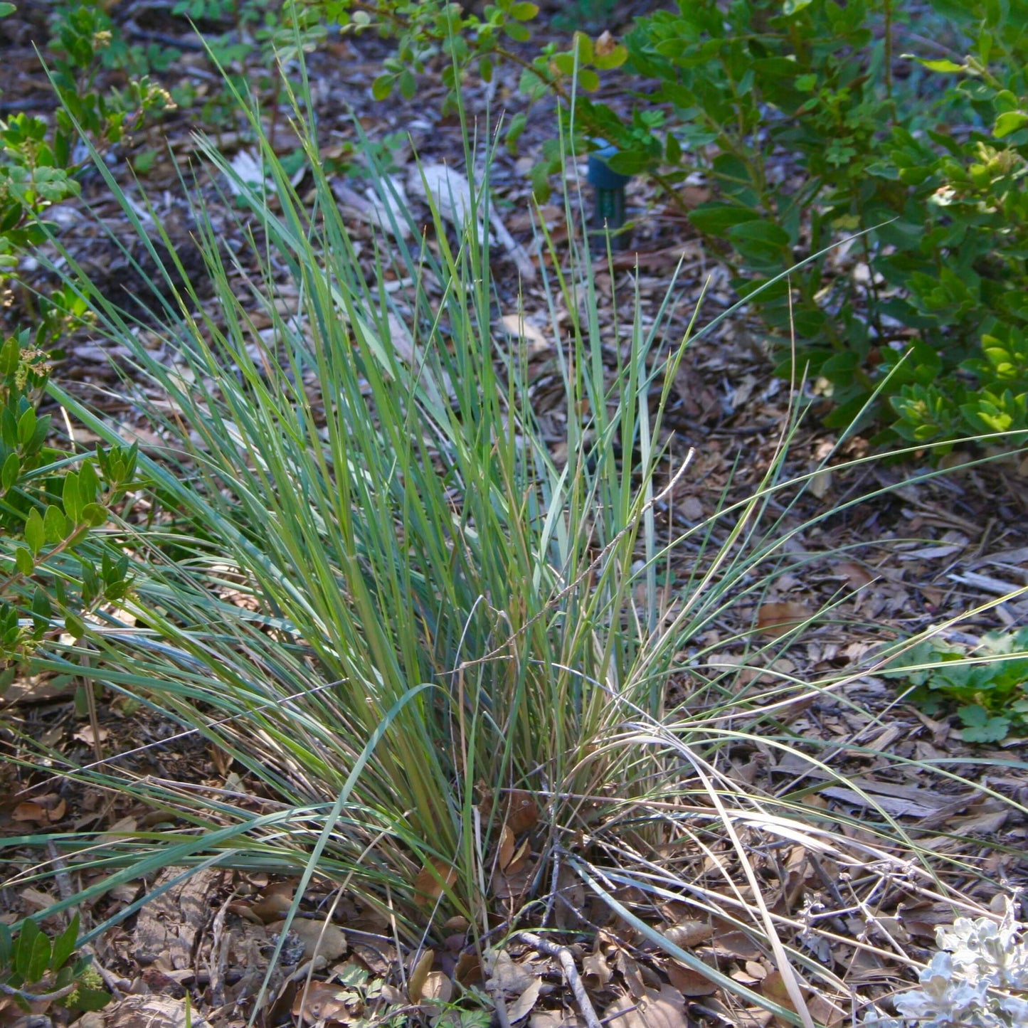 California Fescue (7931568128255)