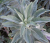 California White Sage