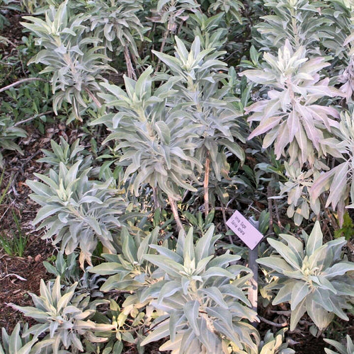 white sage indoor plant California White Sage (Salvia apiana) – Plants Express