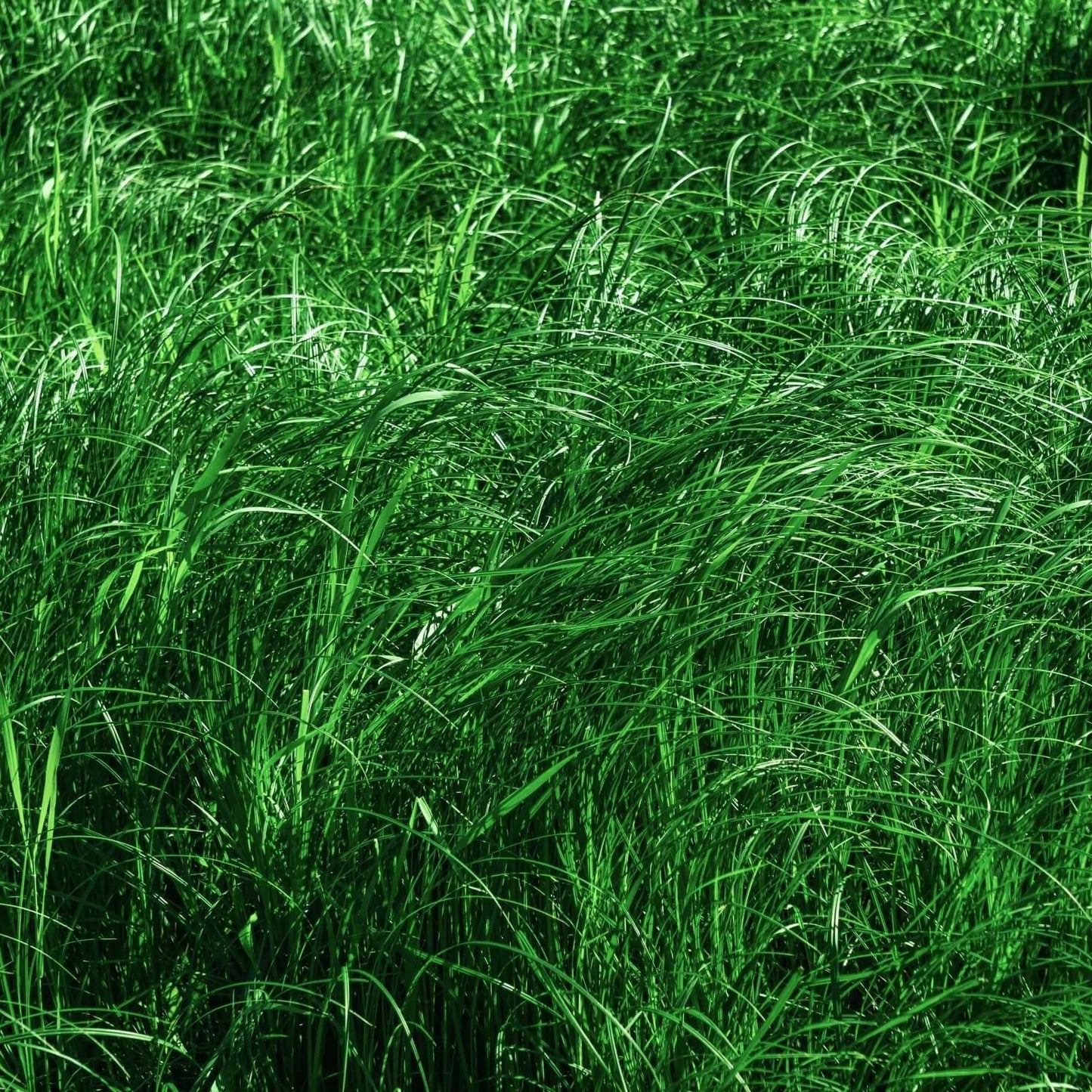 California Field Sedge (7823949791487)