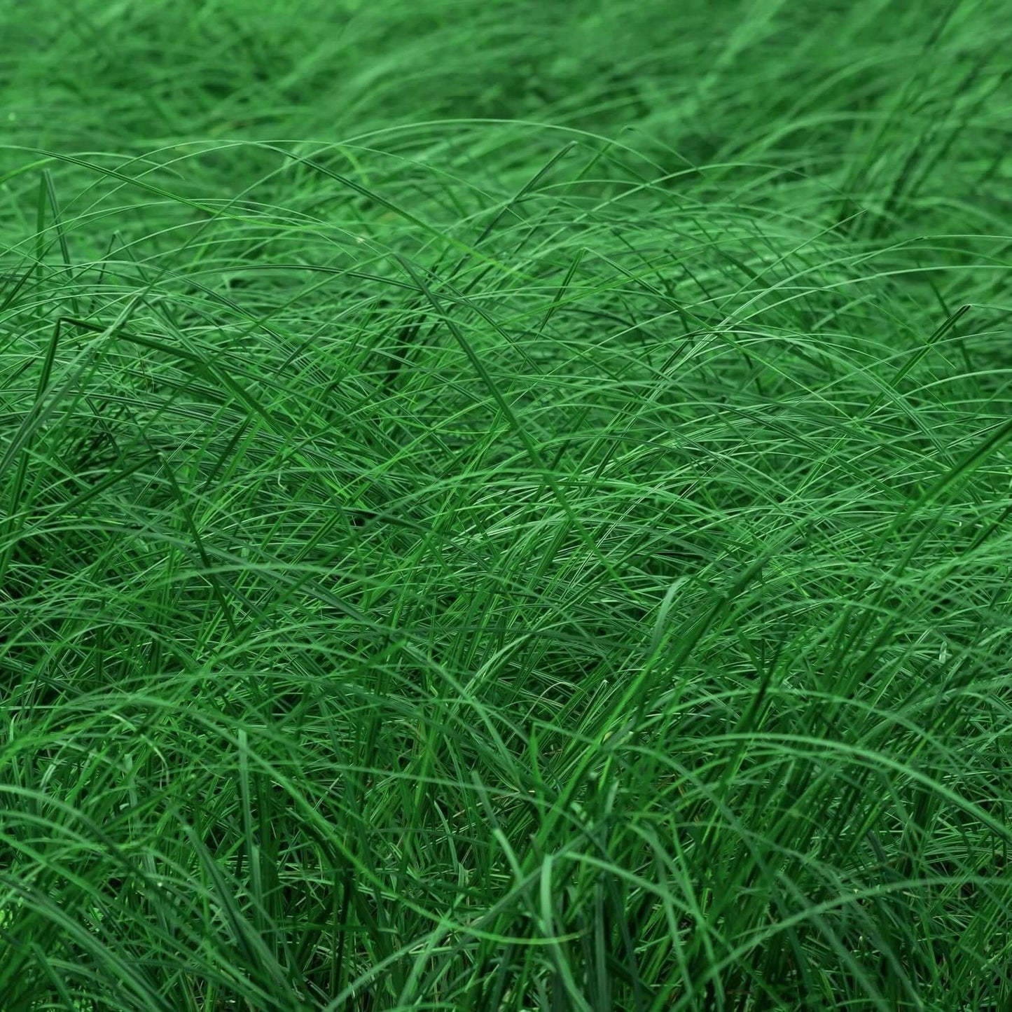 California Field Sedge (7823949791487)