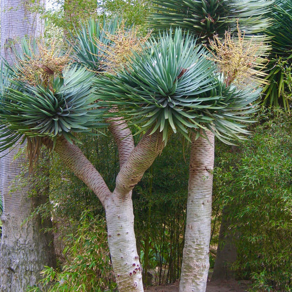 Canary Islands Dragon Tree | Plants Express