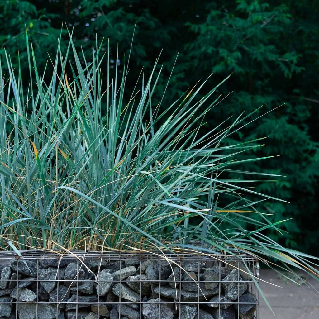 Canyon Prince Wild Rye (7823951757567)