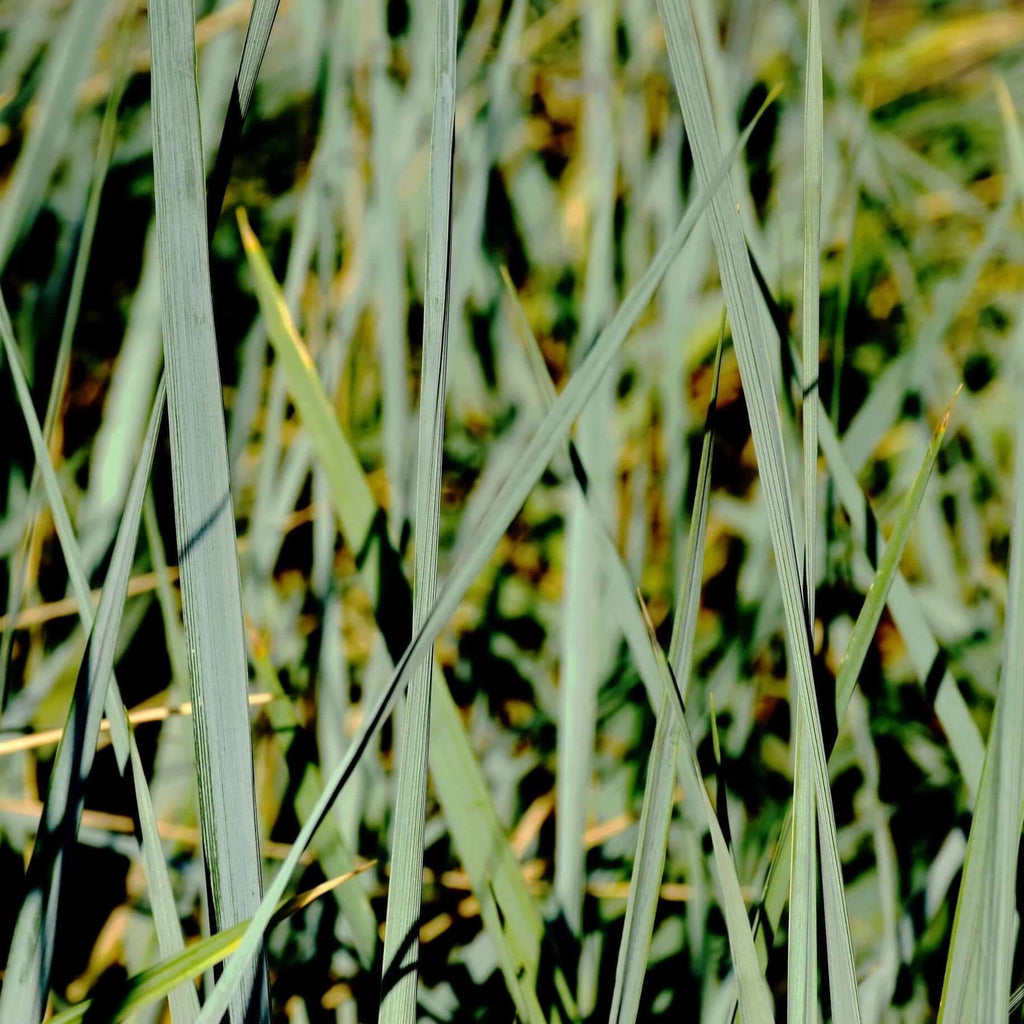 Canyon Prince Wild Rye (7823951757567)