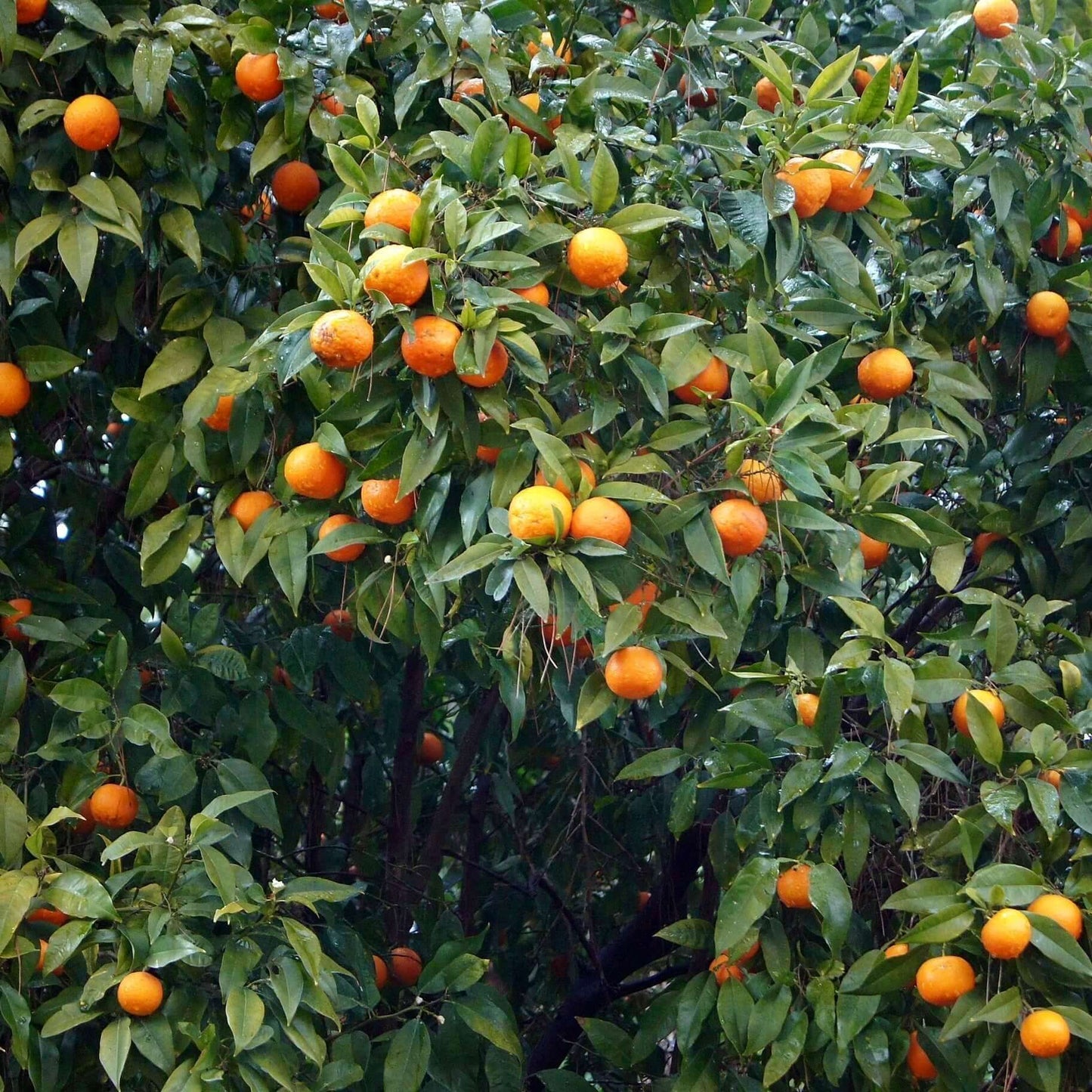 Cara Cara Orange Tree (7863714087167)