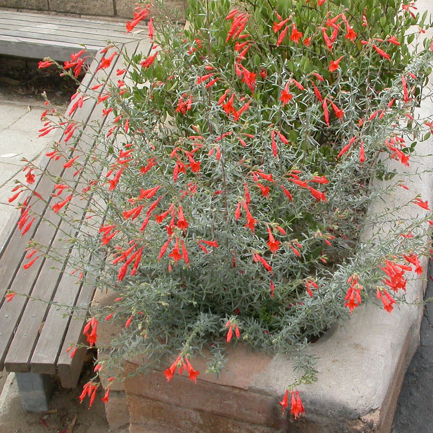 Epilobium canum 'Catalina' (Zauschneria Catalina)) (7994782810367)