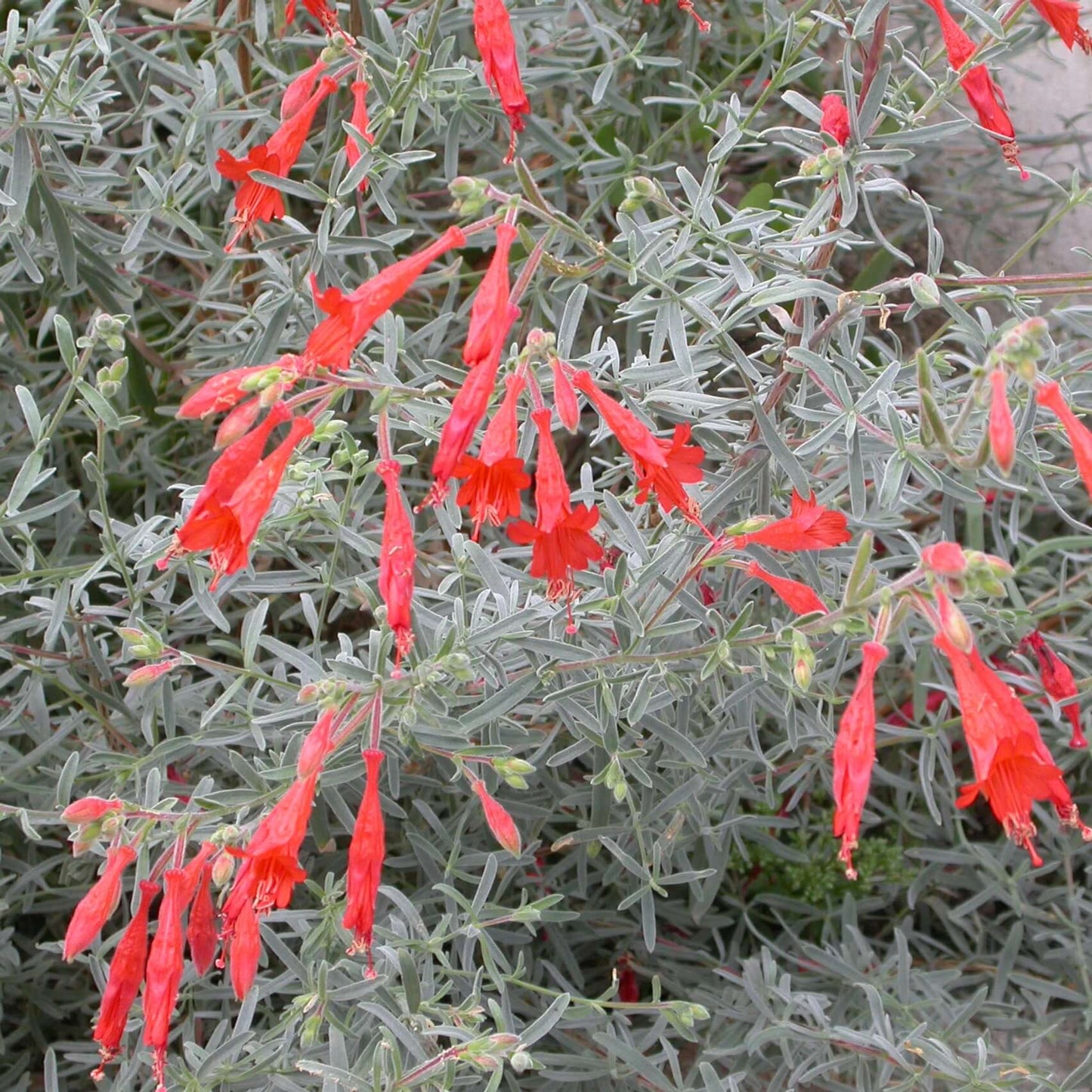 Epilobium canum 'Catalina' (Zauschneria Catalina)) (7994782810367)