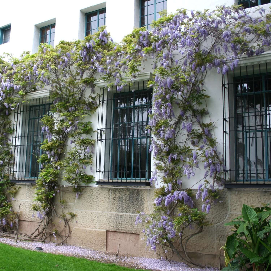 Chinese Wisteria