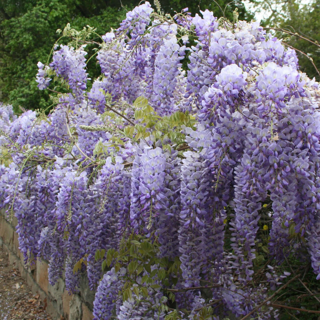 Chinese Wisteria Vine (Wisteria Sinensis) - 15 Gal