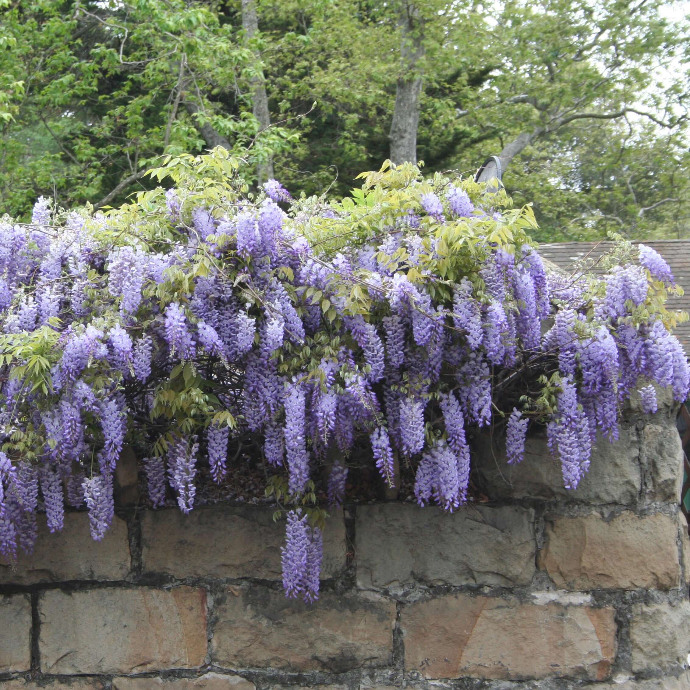 Chinese Wisteria Plants Express Chinese Wisteria Plants Express