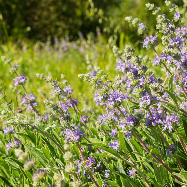 Cleveland Sage (Salvia clevelandii) – Plants Express display picture 1