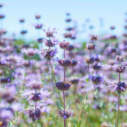 lavender and sage plants Cleveland Sage (Salvia clevelandii) – Plants Express