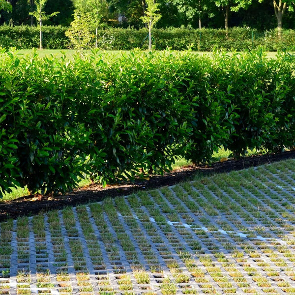 Prunus Caroliniana Compacta