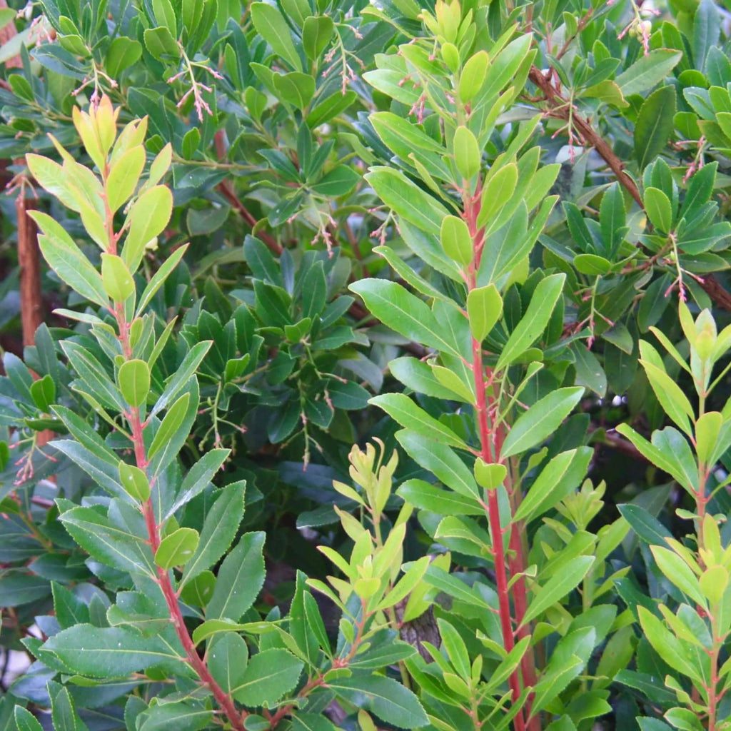 Arbutus unedo (7823949005055)