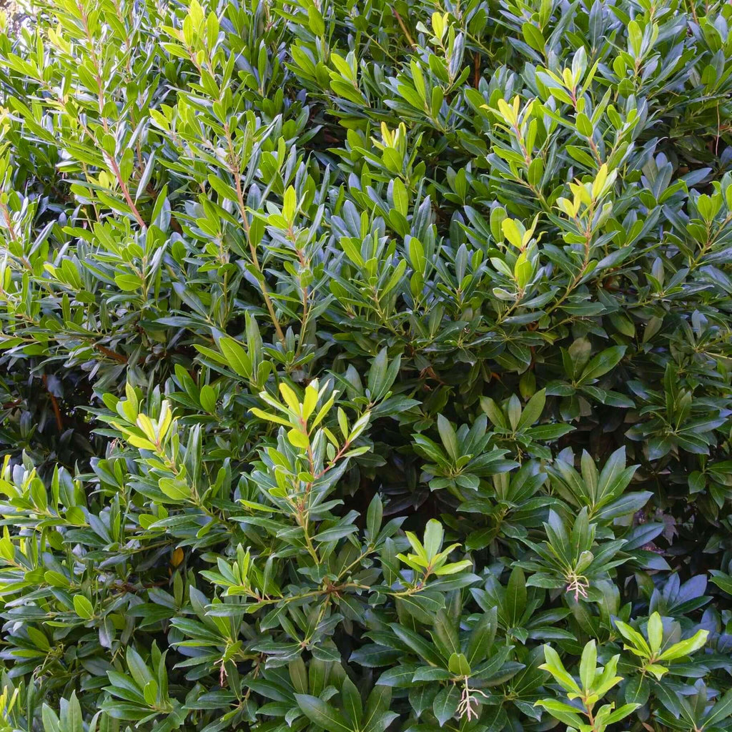 arbutus unedo strawberry tree (7823949005055)