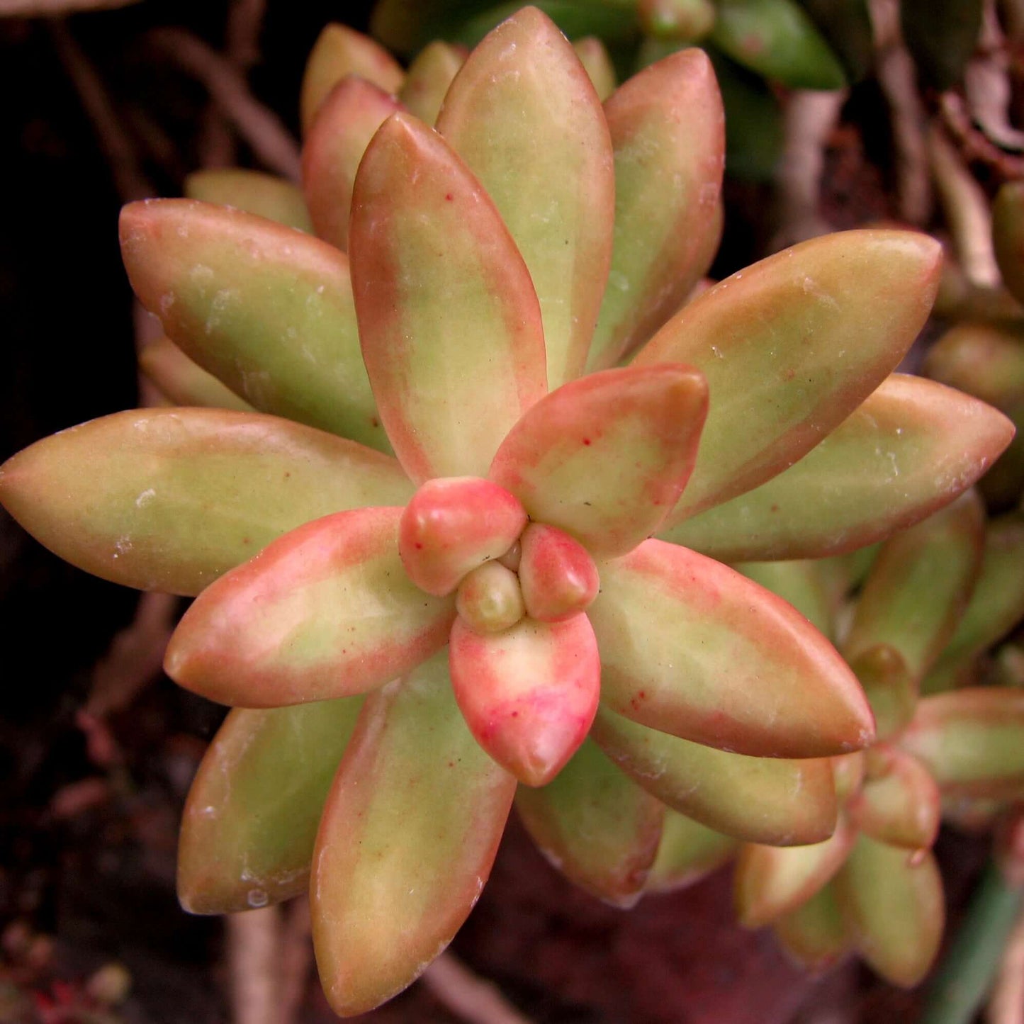 Coppertone Sedum (7978826694911)