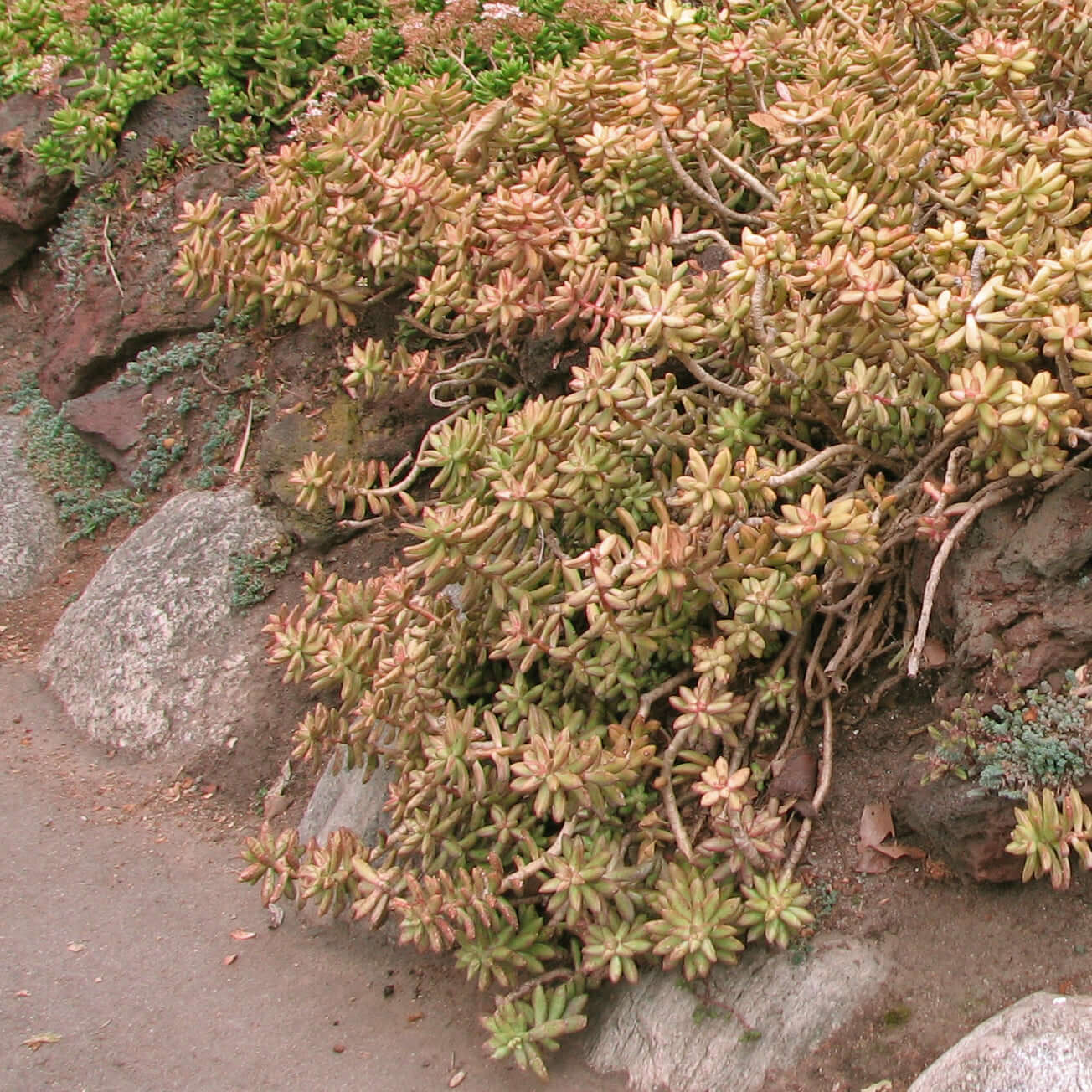 Coppertone Sedum (7978826694911)