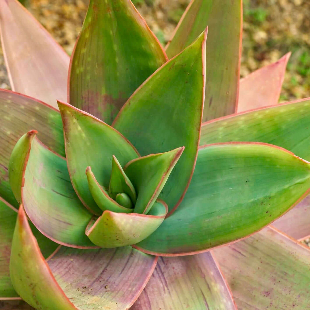 Coral Aloe (7823949267199)