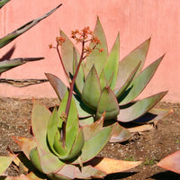 Coral Aloe (7823949267199)