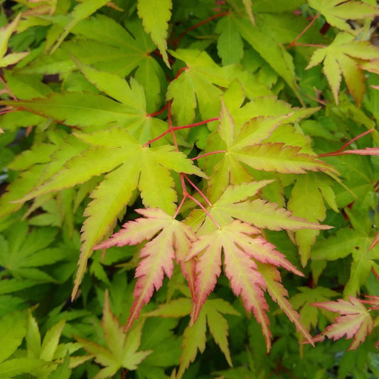 Coral Bark Japanese Maple Tree (7823948284159)