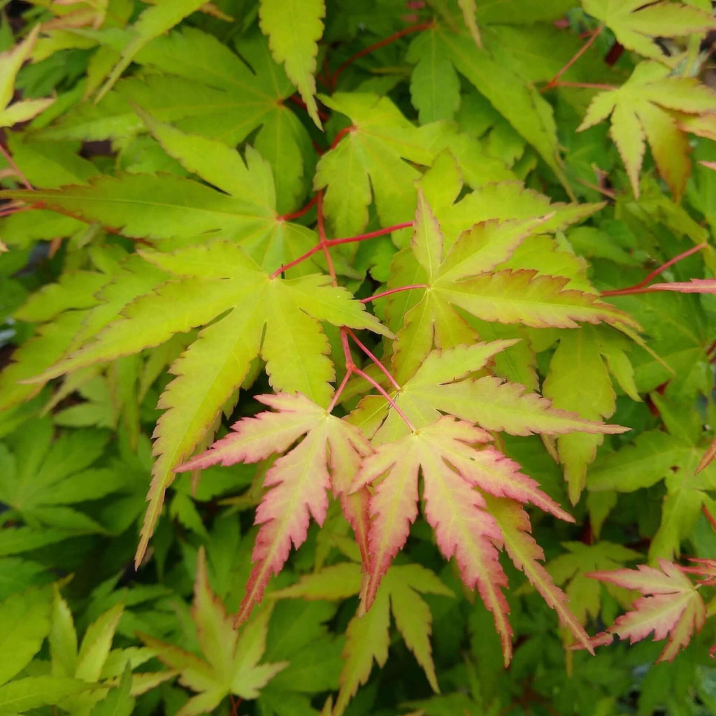 Coral Bark Japanese Maple (7823948284159)
