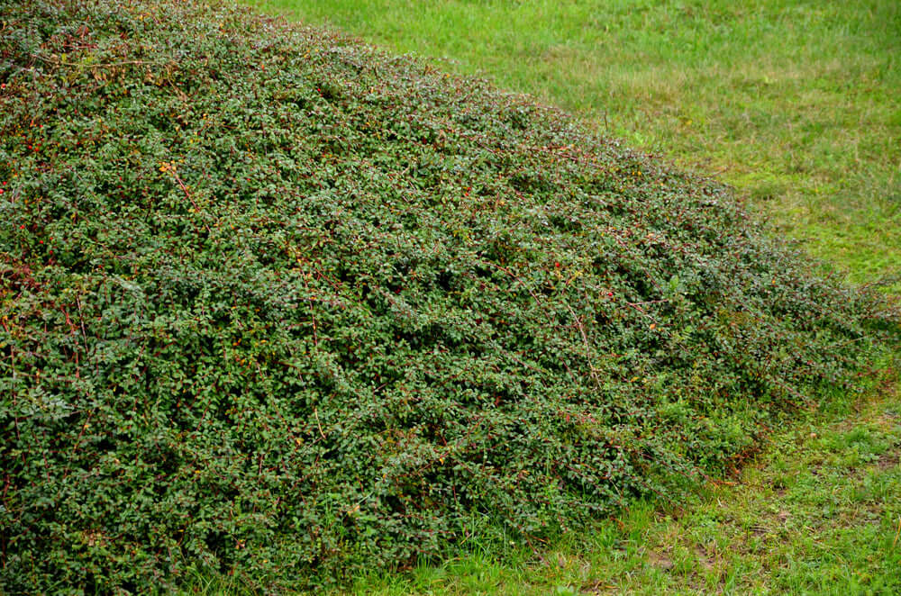 Coral Beauty Cotoneaster (7900960391423)