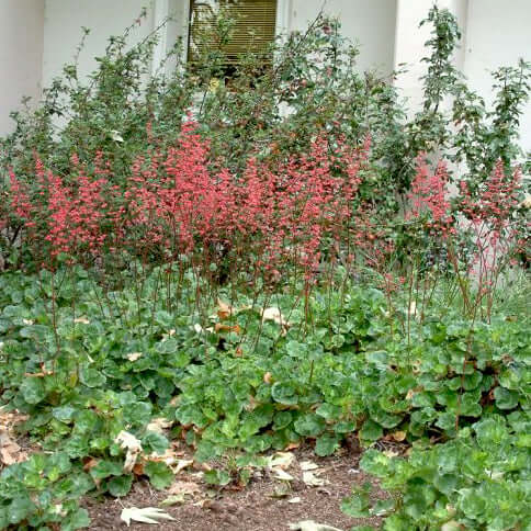 Coral Bells Heuchera (7931568357631)