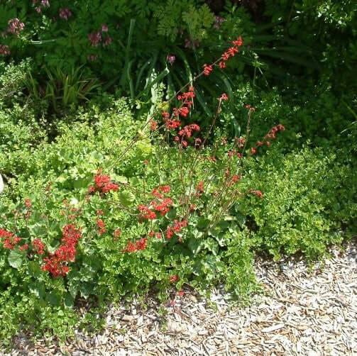 Coral Bells Heuchera (7931568357631)