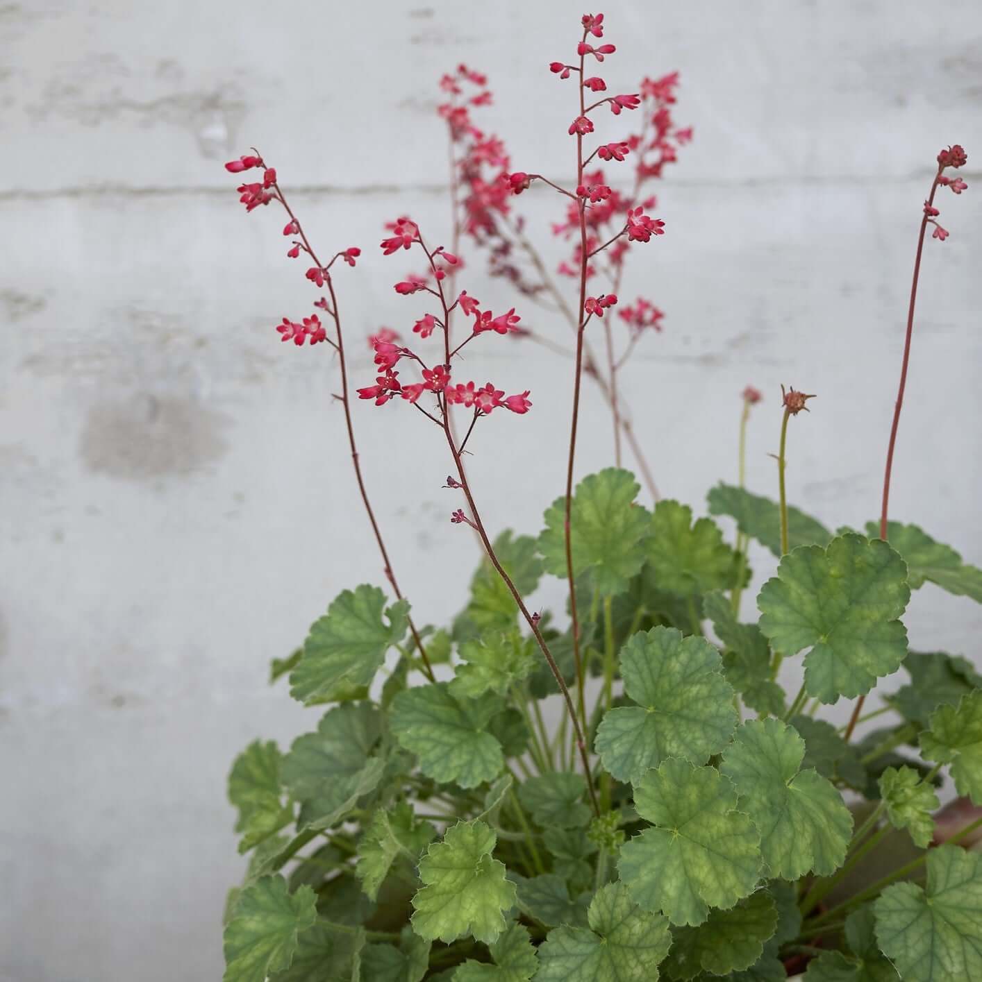 Coral Bells Heuchera (7931568357631)