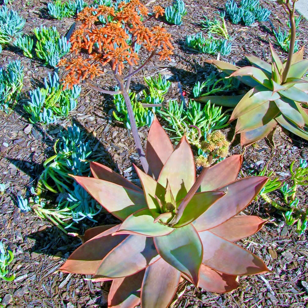 Coral Aloe (7823949267199)