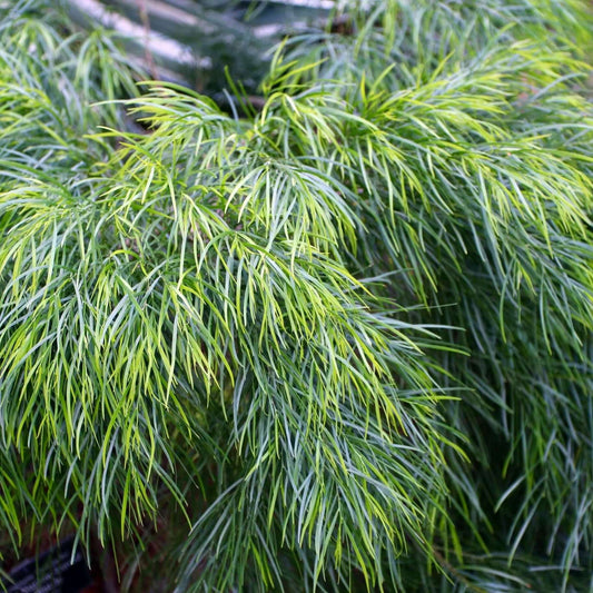 acacia plant (7823949136127)