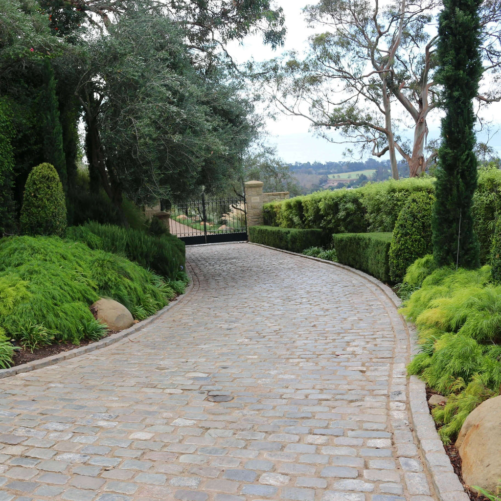 acacia plant (7823949136127)