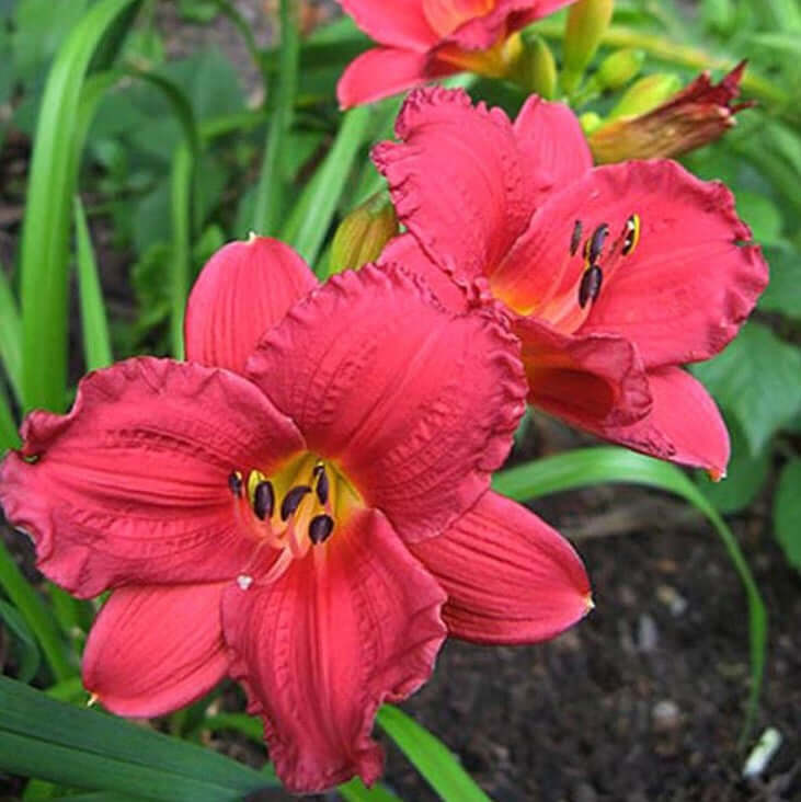 Hemerocallis Cranberry Baby Daylily (8027753971967)