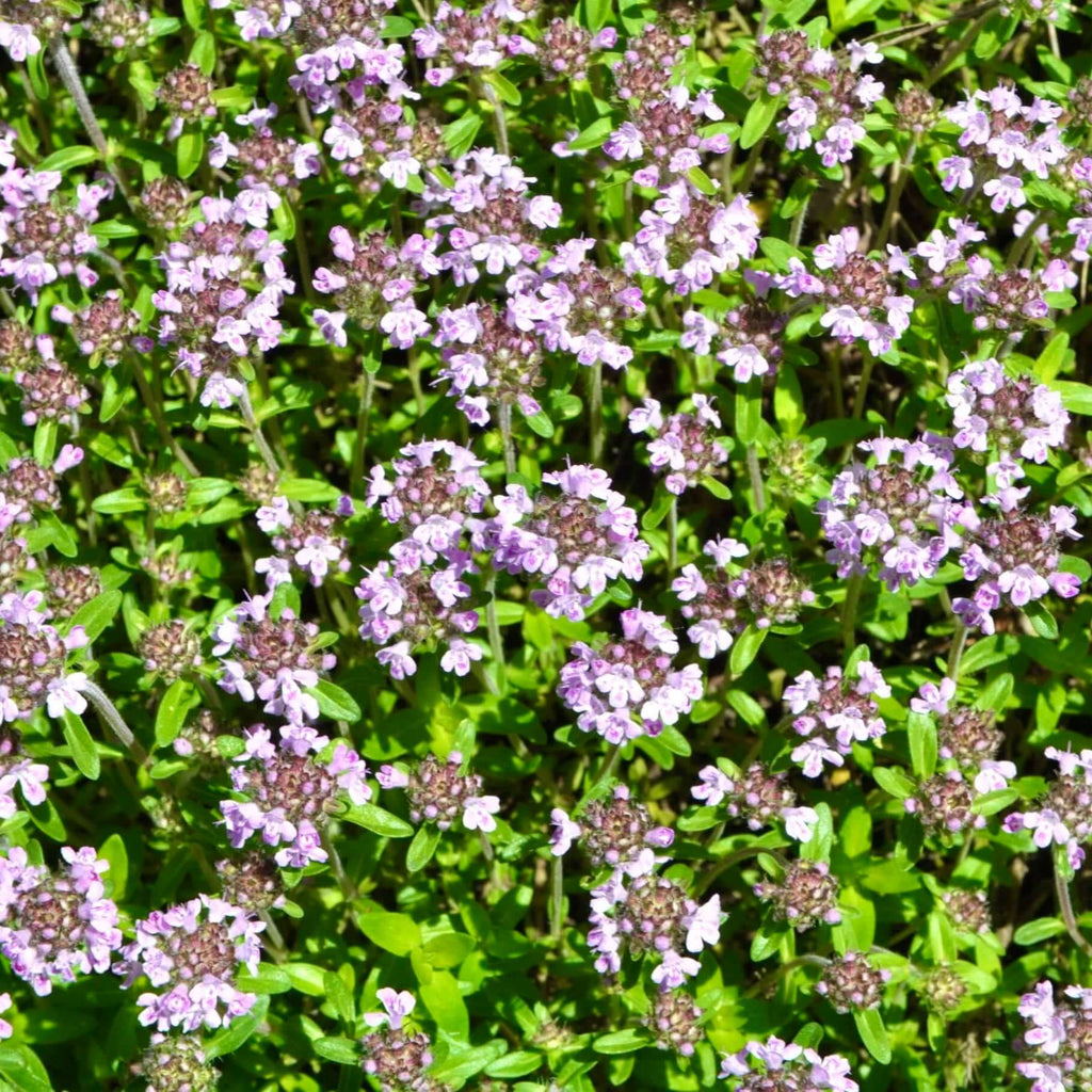 Creeping Thyme (7823953887487)