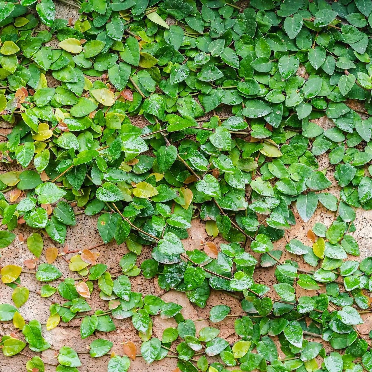 Creeping Fig Staked (7823950348543)