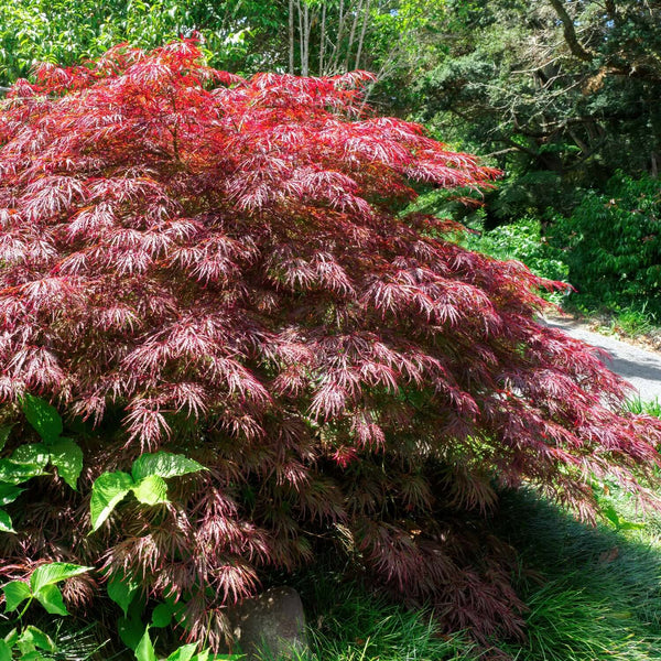 Acer Palmatum Dissectum Ever Red Weeping Japanese Maple Trees