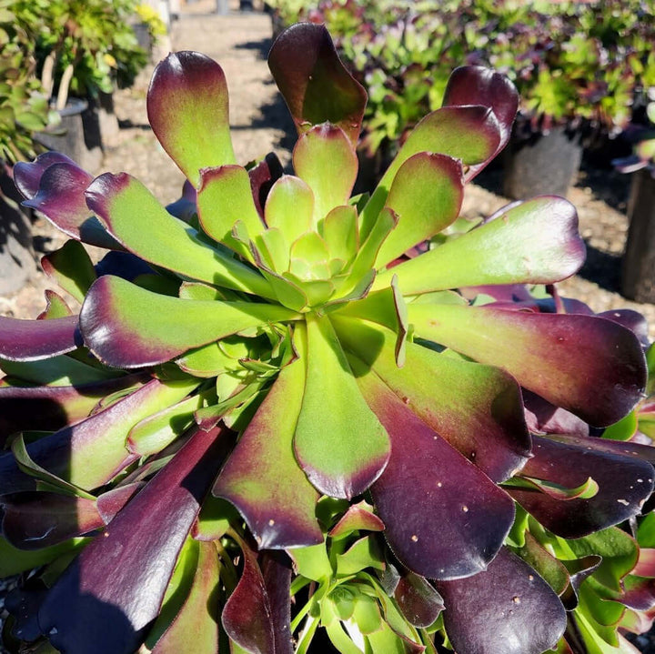 Mint Saucer Aeonium | Plants Express