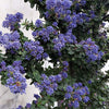 Dark Star Ceanothus