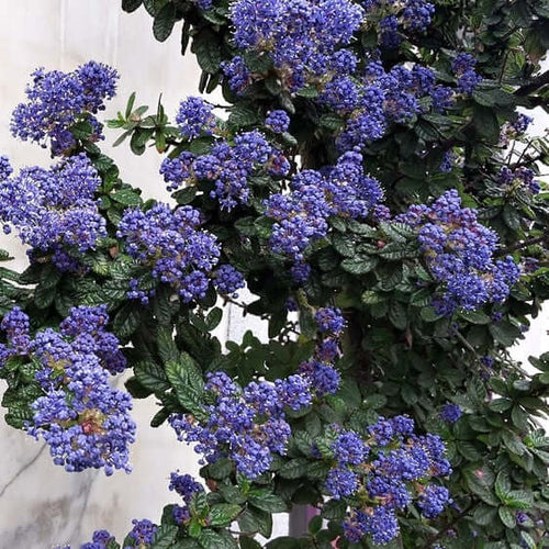 Ceanothus 'Dark Star'  Plants Express