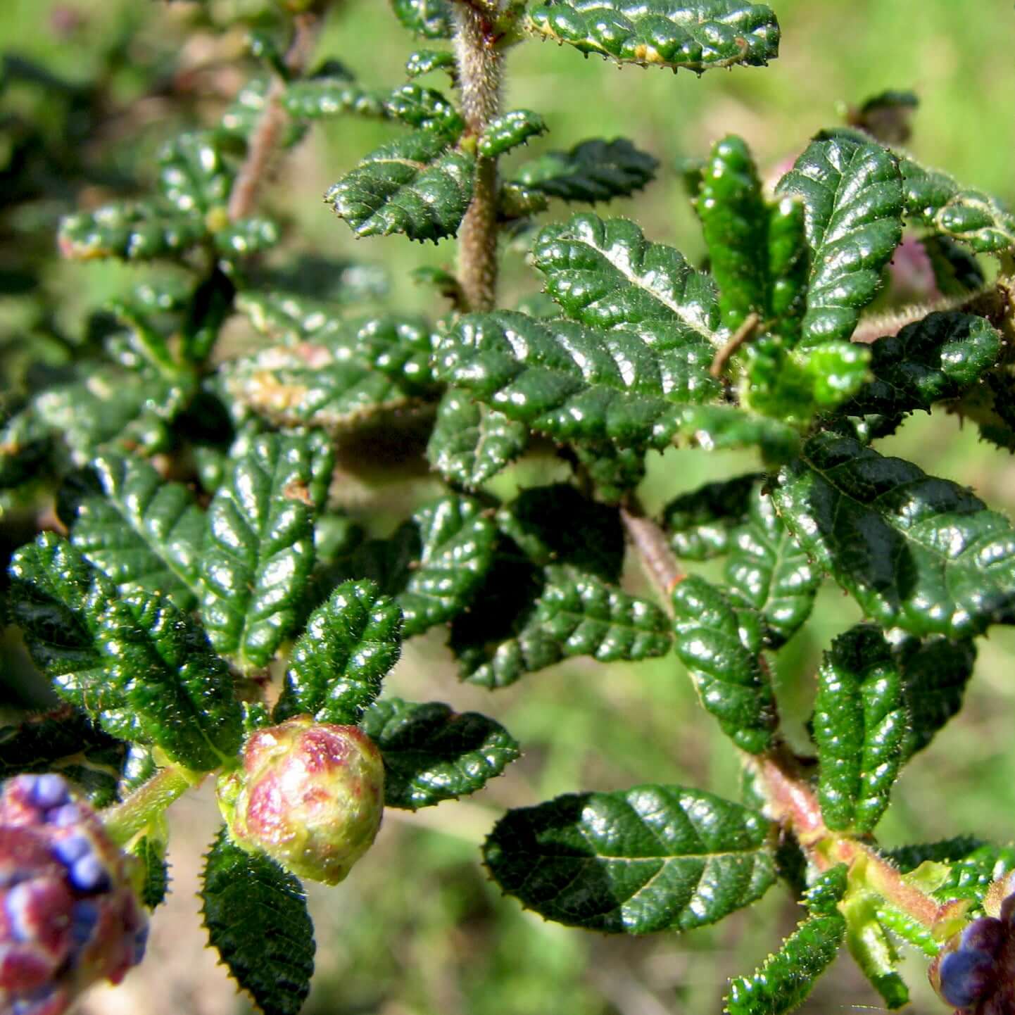 Ceanothus 'Dark Star' (7920912171263)