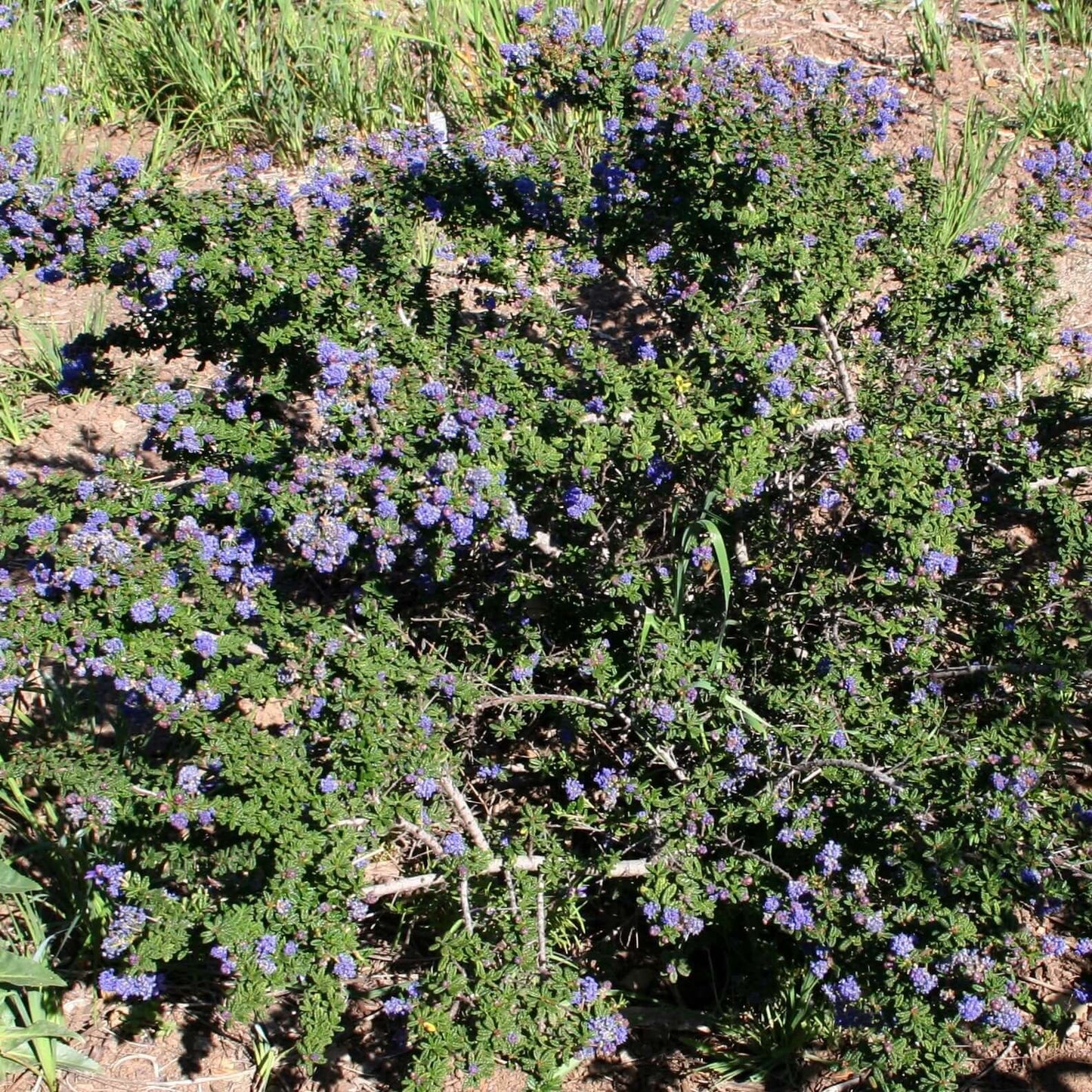 Ceanothus 'Dark Star' (7920912171263)