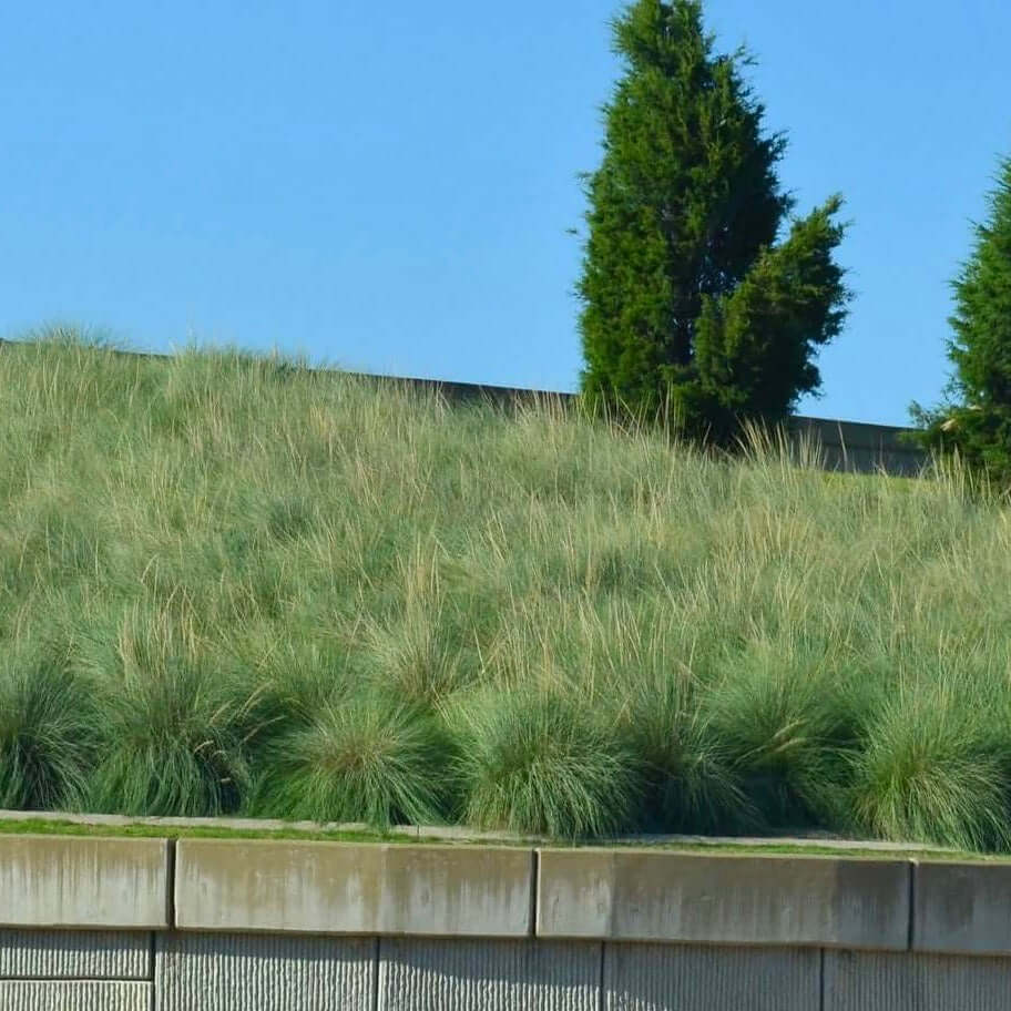 Muhlenbergia rigens (7823951986943)