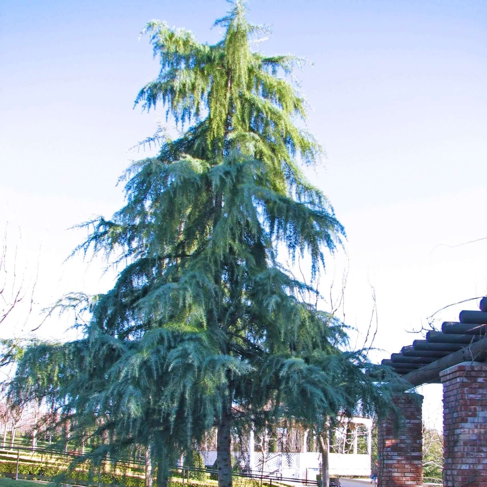 Deodar Cedar (Cedrus deodara) – Plants Express