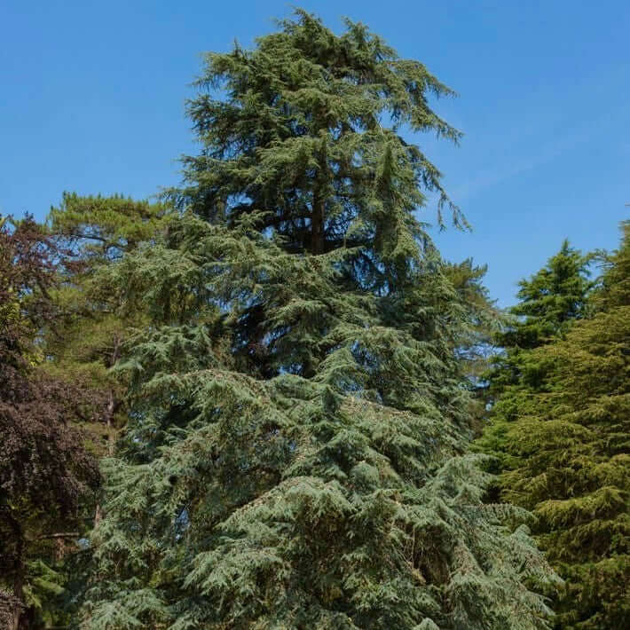 Defdar Tree Deodar Cedar (Cedrus deodara) – Plants Express