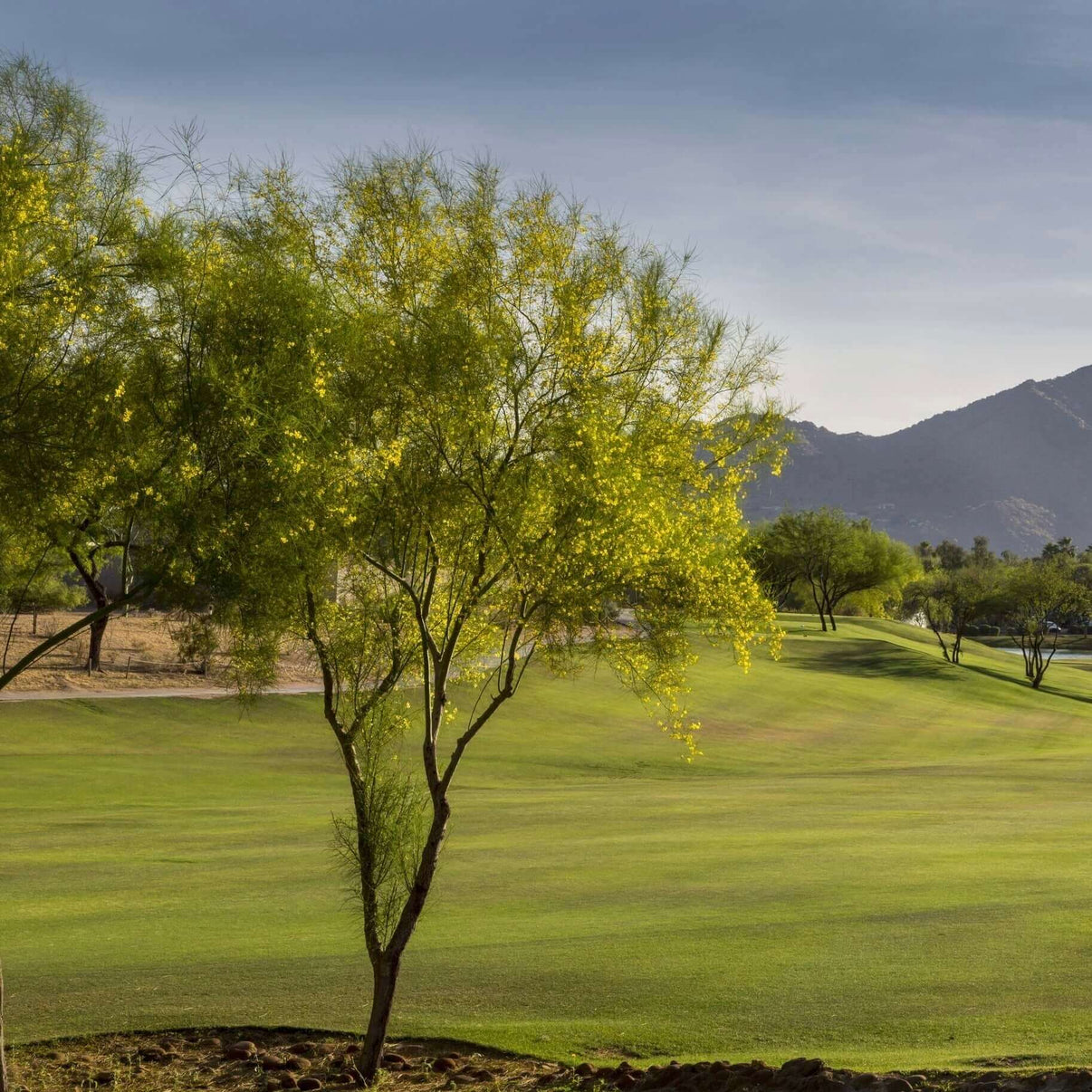 Desert Museum Palo Verde Plants Express