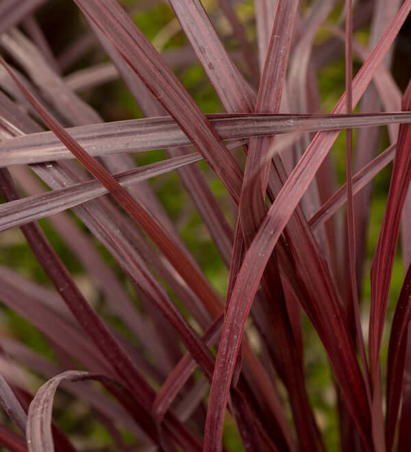 Design-A-Line Cordyline (7920912335103)