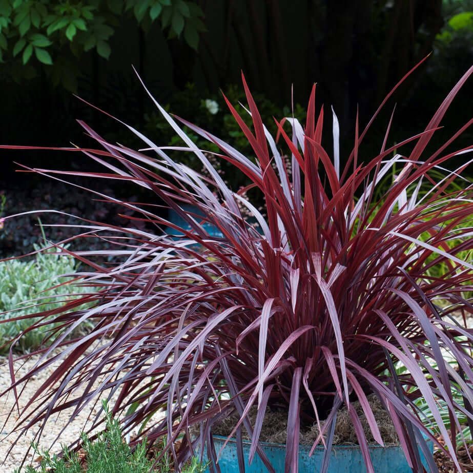 Design-A-Line Cordyline (7920912335103)